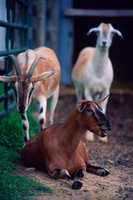 Goats #3