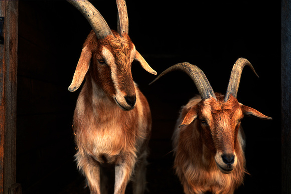 Goats #2